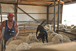 Cooinbil Shearing 039414  © Claire Parks Photography